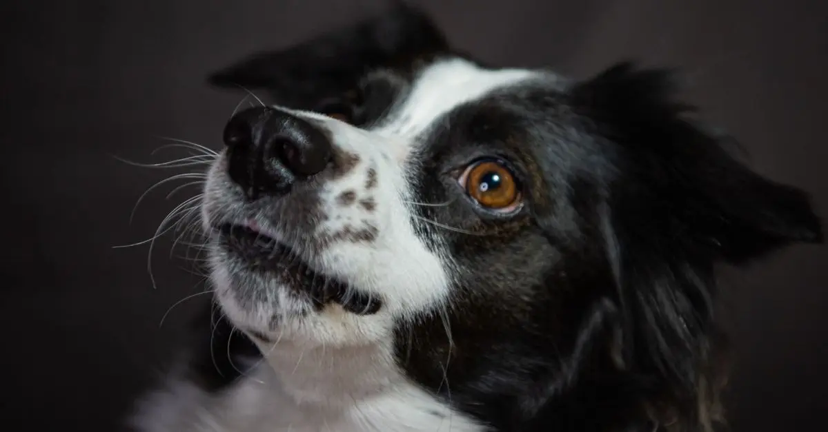 Best Pet Cameras: Comprehensive Buying Guide