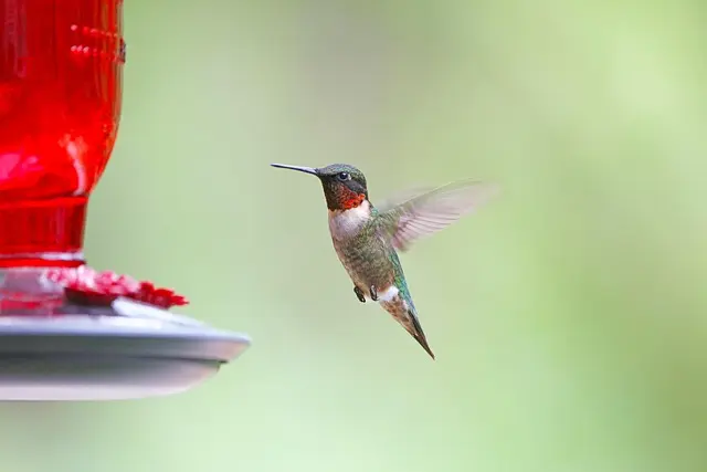 Bird Supplies