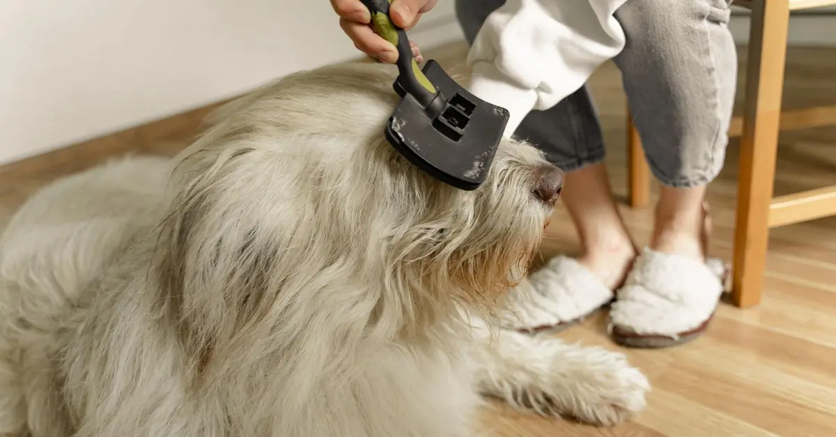 Ultimate Buying Guide for Best Pet Grooming Brushes