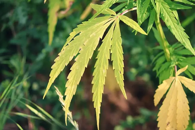 Top Hemp Pet Products: Eco-Friendly Choices for Pets