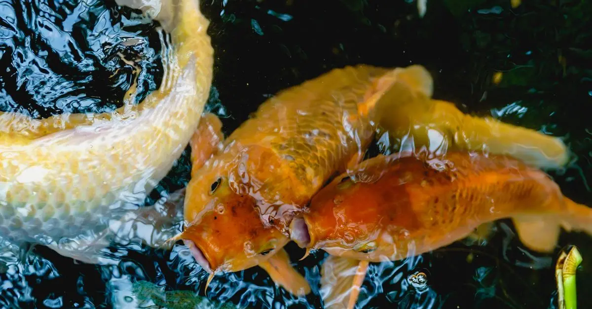 Fish Supplies