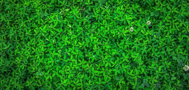 Eco-Friendly Pet Products: A Comprehensive Buying Guide